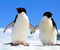 çift ​​pinguin