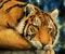 Magnificent Berbulu Tiger