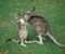 two kangaroo 01