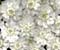 lule e vogël e bardhë
