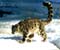 big cats on snow