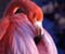 Rožinis Flamingo