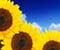 Sunflowers në Xhennet