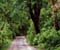Лісова дорога в графстві Голуей