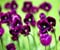 Purple Tulpes