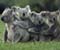 Koala šeimos
