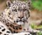 biele snow leopard