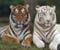 Tigrai ir jų spalvas