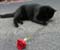 melns kaķis un roze