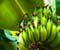 banane jeshile