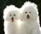 two white dogs