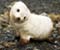white baby seal
