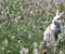kelinci putih di lapangan bunga