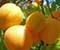 yellow apricots