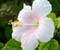 Bijela Hibiscus