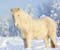 Biely kôň v snehu
