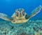 Sea Turtle In Undersea