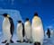 Fantastic Emperor Penguins