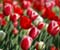 Jarné tulipány