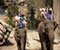 Thai Elephant Ride and Rafting