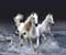 Красиві білі коні