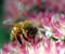 Bee Và Flower 01