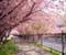 Sakura In Japan