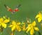 Lietajúce Beruška a žlté kvety