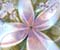 Cool cvijet Fraktalna