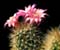 Kaktus i jego Flower