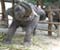 Thailand Elephants 02