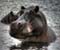 Didysis hipopotamas 01