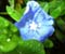 Blue ziedi