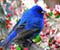 Сакскобургготски Blue Bird