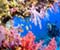 Colorful Botërore Underwater