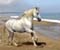 Kalë running në plazh