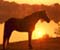 Horse And Sunset 01