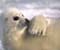 Nguy cơ tuyệt chủng trắng Seal