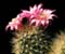 Kaktus flower