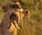 Nuostabi Motina liūtas ir jos kūdikis