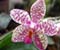 Stained Orchid Flower