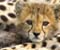 Cute Cheetah Cub