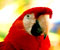 talkative red parrot