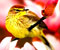 Sarı goldfinch