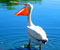 biela roztomilý pelikán