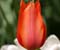 Një përzierje e Red Orange Tulip