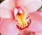 Рожева орхідея 01