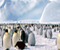 Пингвините 01