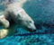 Potápanie Polar Bear