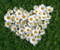 Flower Heart 01